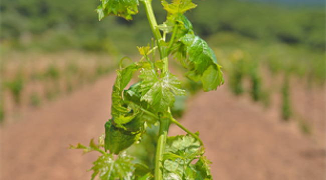 Kozak üzümleri küllerinden doğuyor