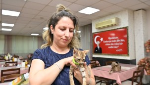 Tedavisi tamamlanan yavru kedi Biber sahibiyle buluştu